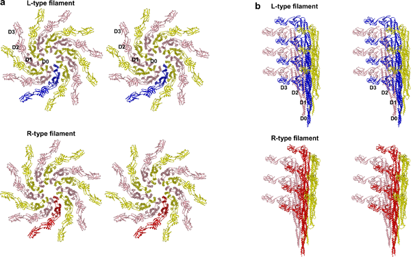Fig. 2 Stereographic display of atomic model of L-type (upper) and R-type (lower) bacterial flagellar filaments