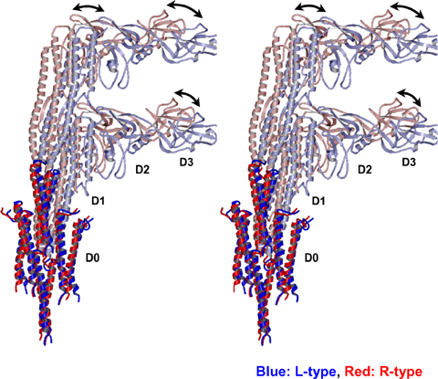Fig. 3 Structural changes between L-type (blue) and R-type (red) bacterial flagellar filaments