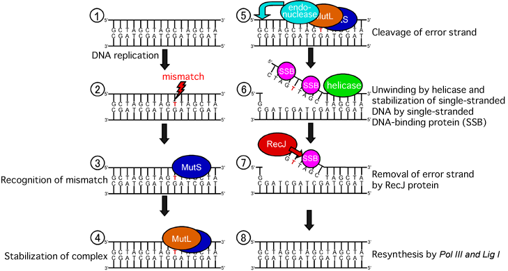 Fig. 1 Function of RecJ protein in DNA mismatch repair mechanism