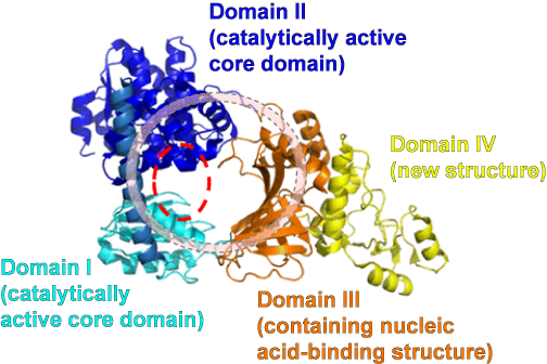 Fig. 2 Overall structure of RecJ protein from Thermus thermophilus
