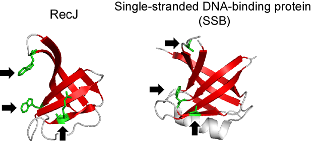 Fig. 3 Oligonucleotide/oligosaccharide binding fold of RecJ protein and already-known single-stranded DNA-binding protein (SSB)