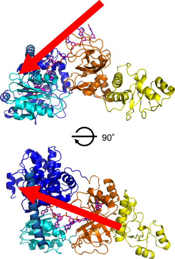 Fig. 4 Binding model between RecJ protein and single-stranded DNA