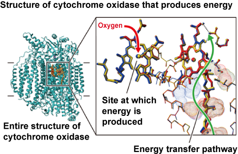 Fig. 2 Entire structure of cytochrome oxidase from bovine myocardium 