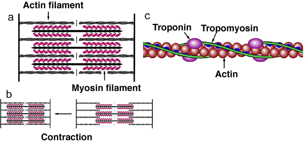 Fig. 1	Structure of skeletal muscle of vertebrate animal (striated muscle)