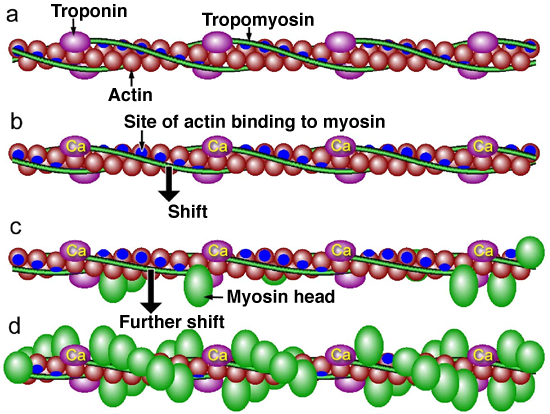 Fig. 2		Role of contraction regulatory proteins