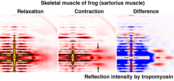 Fig. 3	X-ray diffraction patterns of skeletal muscle of frog (living sartorius muscle)