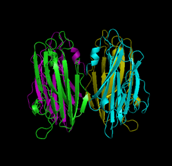 Fig. 2  Structure of TDH tetramer (X-ray crystal structure)