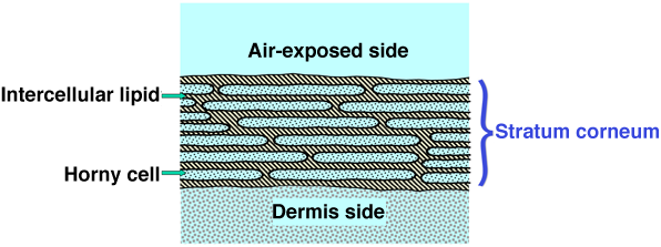 Fig. 1	Stratum corneum on outermost layer of skin 