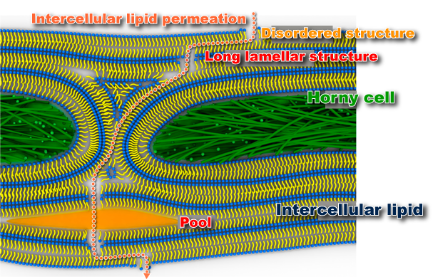 Fig. 5A	Intercellular lipid permeation pathway 