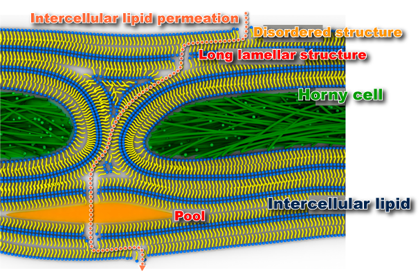 Fig. 5A Intercellular lipid permeation pathway