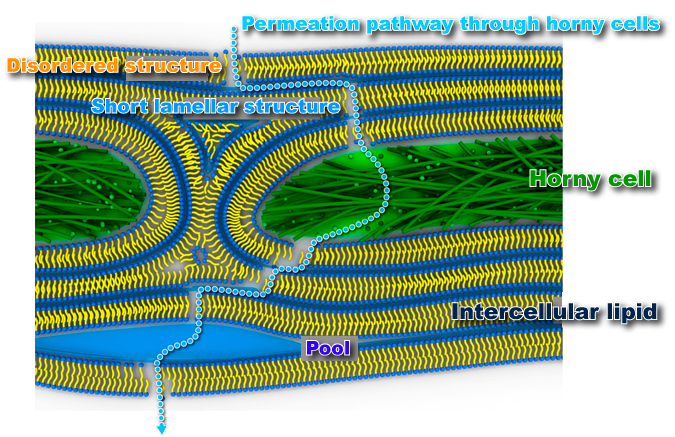 Fig. 5B	Permeation pathway through horny cells 
