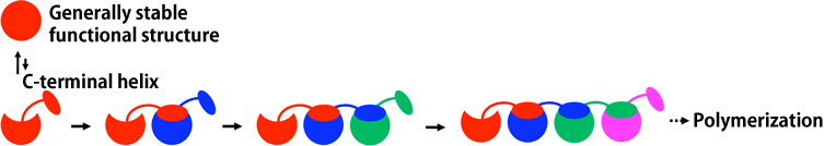 Fig. 1	Schematic of cyt c polymerization by domain swapping