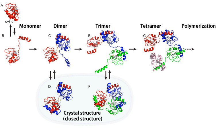 Fig. 2 Schematic structure of cyt c polymerization by domain swapping