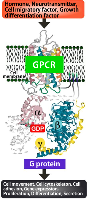 Fig. 1 Signal transduction via G protein