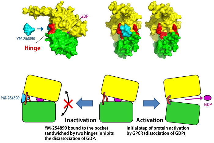 Fig. 4 Mechanism of inactivation of G protein by YM-254890