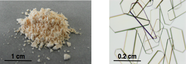 Fig. 1 Crystal powder (left) and single crystals (right) of porous coordination polymer successfully developed in this research