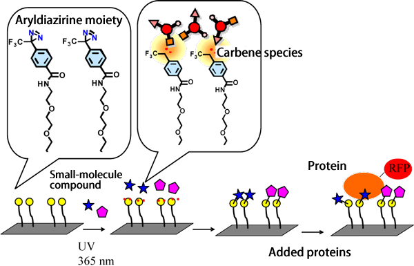 Fig. 2 Method of fabricating chemical array and binding of small-molecule compounds with target protein