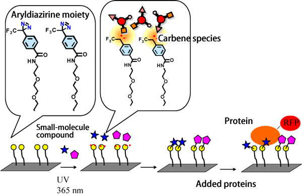 Fig. 2	Method of fabricating chemical array and binding of small-molecule compounds with target protein