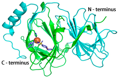 Fig. 3 Pirin-TPh A cocrystal structure
