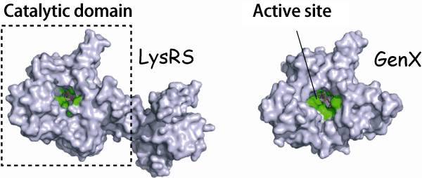 Fig. 1 Structures of LysRS and GenX