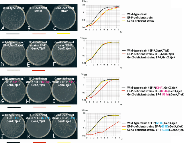 Fig. 3 Effect of lysylation (acceptance of lycine) of EF-P on proliferation of E. coli