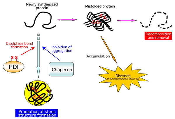 Fig. 1 Mechanism of protein quality control in human cells