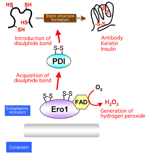 Disulphide bond formation system in human cells