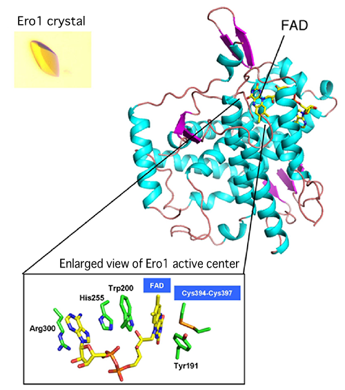 Fig. 3 Crystal structure of human-derived disulphide bond formation oxidase, Ero1