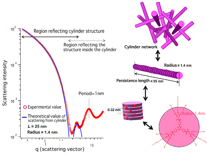 Fig.1 Scattering intensity and molecular model of gelation