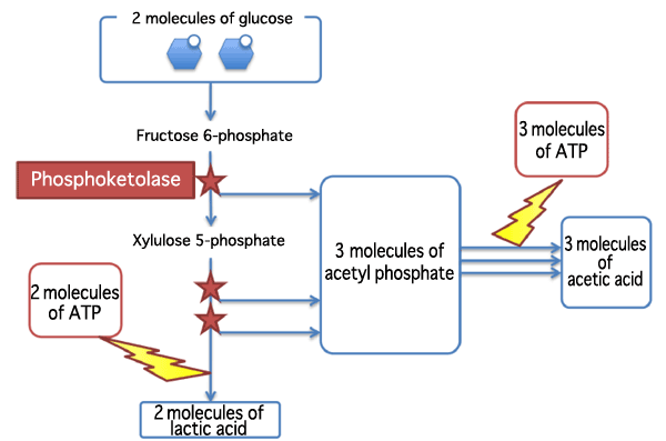 Fig. 1 Schematic of bifid shunt