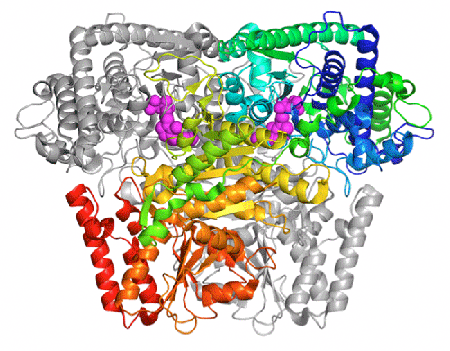 Fig. 2 Overall structure of phosphoketolase