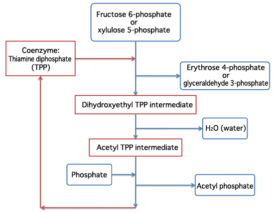 Fig. 3 Schematic of reaction catalyzed by phosphoketolase