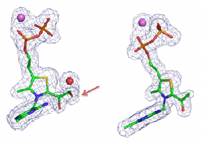 Fig. 4 Structures of dihydroxyethyl TPP intermediate (left) and acetyl TPP intermediate (right)