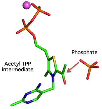 Fig. 5 Structure of acetyl TPP intermediate and its reaction with phosphate to form a complex