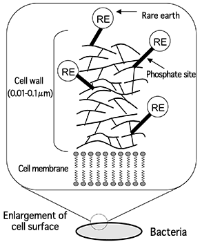 Fig. 1 Schematic of enrichment of REEs on bacterial cell surface