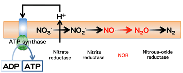Fig. 1 Adenosine triphosphate (ATP) production by denitrification and nitrate respiration