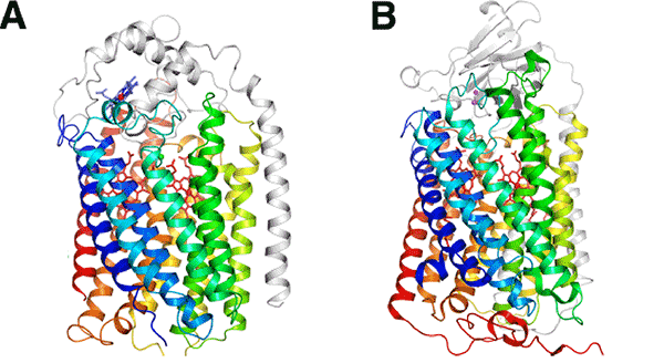 Fig. 2 Whole structure of  NOR from Pseudomonas aeruginosa (A) and structure of the major subunit of cytochrome oxidase (COX) from bovine cardiac muscle (B)