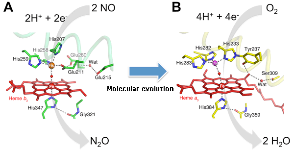 Fig. 3 Structure of catalytic active center of NOR (A) and COX (B)
