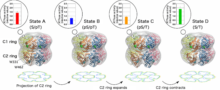 Fig. 1 Expansion and contraction of C2 ring coupled with ATPase activity of KaiC