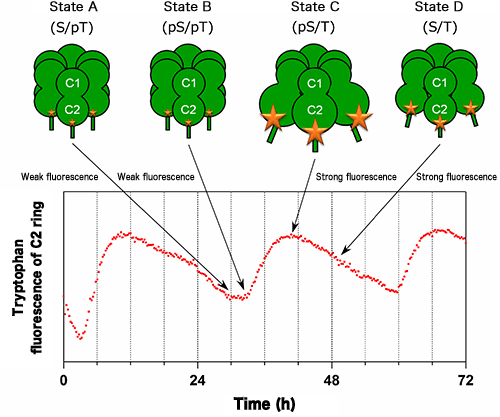 Fig. 2 “Ticking” of KaiC through expansion and contraction of C2 ring