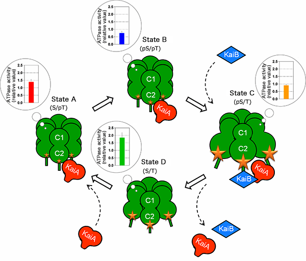 Fig. 3 Schematic of reaction cycle of Kai protein clock