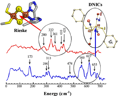 Fig. 1 NRVS spectra of the native and the NO-treated Rieske proteins.