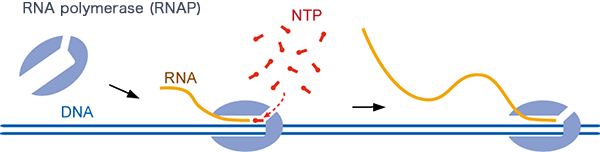 Fig. 1 Transcription of DNA by RNAP