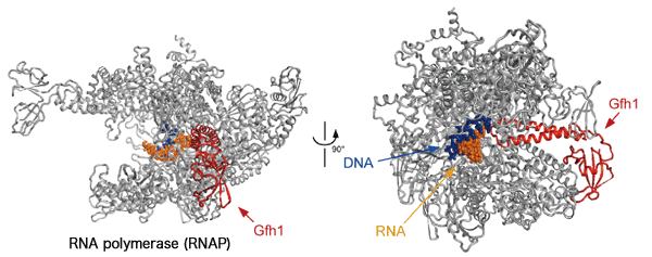 Fig. 2 Crystal structure of complex of RNAP and Gre factor homologue (Gfh1)