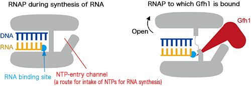 Fig. 3 Mechanism of inhibiting RNAP by Gfh1