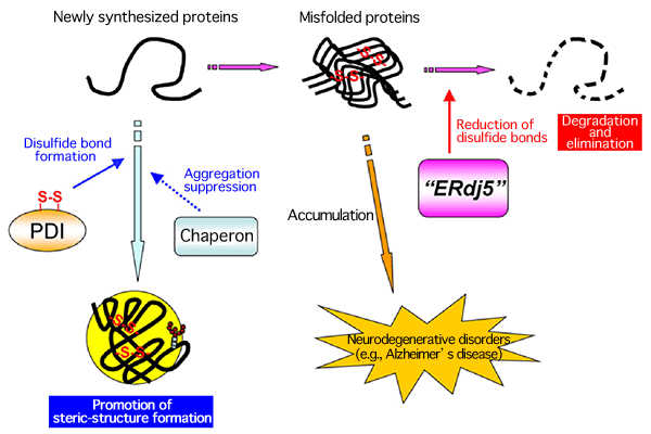Fig. 1 Mechanism of quality-control process of proteins in cell