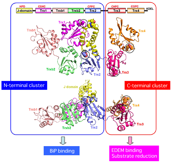 Fig. 2 Crystal structure of ERdj5 and function shared among clusters