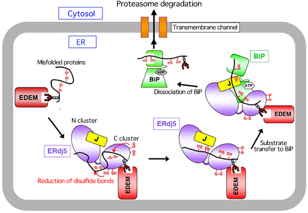 Fig. 3 ER-associated degradation accelerated by ERdj5