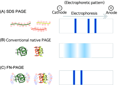 Fig. 1 Schematics of various electrophoretic methods
