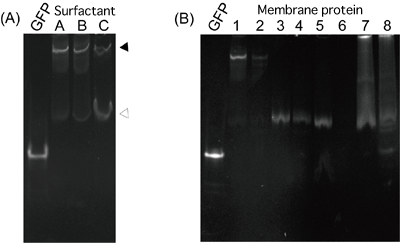 Fig. 3 Examples of analytical results obtained by FN-PAGE